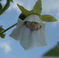 Preview: Tigerglocke (Codonopsis clematidea)