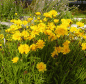 Preview: Gefülltes Mädchenauge Early Sunrise (Coreopsis grandiflora Early Sunrise)