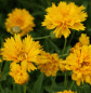 Preview: Gefülltes Mädchenauge Early Sunrise (Coreopsis grandiflora Early Sunrise)