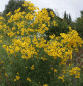 Preview: Hohes Mädchenauge (Coreopsis tripteris)