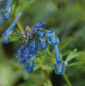 Preview: Lerchensporn Craigton Blue (Corydalis Hybride Craigton Blue)