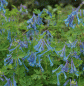 Preview: Lerchensporn Craigton Blue (Corydalis Hybride Craigton Blue)