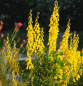 Preview: Schwarzwerdender Geißklee (Cytisus nigricans)