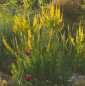 Preview: Schwarzwerdender Geißklee (Cytisus nigricans)