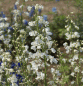 Preview: Rittersporn Moerheimii (Delphinium x belladonna Moerheimii)