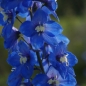 Preview: Rittersporn Lanzenträger (Delphinium x elatum Lanzenträger)