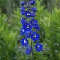 Preview: Rittersporn Lanzenträger (Delphinium x elatum Lanzenträger)