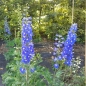 Preview: Rittersporn Lanzenträger (Delphinium x elatum Lanzenträger)