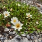 Preview: Weiße Silberwurz (Dryas octopetala)