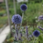 Preview: Kugeldistel Veitch Blue (Echinops ritro Veitch Blue)