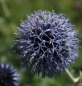 Preview: Kugeldistel Veitch Blue (Echinops ritro Veitch Blue)