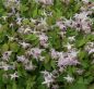Preview: Großblütige Elfenblume Akebono (Epimedium grandiflorum Akebono)