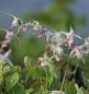 Preview: Großblütige Elfenblume Akebono (Epimedium grandiflorum Akebono)