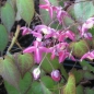 Preview: Elfenblume (Epimedium rubrum)
