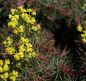 Preview: Zypressen-Wolfsmilch Fens Ruby (Euphorbia cyparissias Fens Ruby)