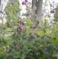 Preview: Brauner-Storchschnabel Samobor (Geranium phaeum Samobor)