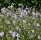 Preview: Storchschnabel Blue Cloud (Geranium collinum Blue Cloud)