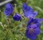 Preview: Wiesen-Storchschnabel Orion (Geranium pratense hybride Orion)