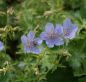 Preview: Storchschnabel Blue Cloud (Geranium collinum Blue Cloud)