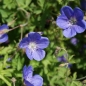 Preview: Storchschnabel Brookside (Geranium Pratense-Hybride Brookside)