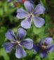 Preview: Storchschnabel Ushguli Grey (Geranium ibericum Ushguli Grey)