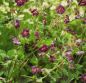 Preview: Brauner-Storchschnabel Samobor (Geranium phaeum Samobor)