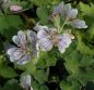 Preview: Kaukasus-Storchschnabel (Geranium renardii)