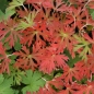 Preview: Storchschnabel (Geranium yezoense ssp. nipponicum)