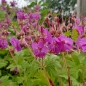 Preview: Balkan-Storchschnabel Czakor (Geranium macrorrhizum Czakor)