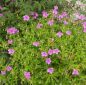 Preview: Storchschnabel Butterfly Kisses (Geranium soboliferum Butterfly Kisses)
