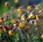 Preview: Nelkenwurz Oma Fachsenfeld (Geum Hybride Oma Fachsenfeld)