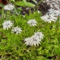 Preview: Herzblättriges Kugelblümchen Alba (Globularia cordifolia Alba)
