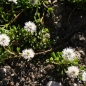 Preview: Herzblättriges Kugelblümchen Alba (Globularia cordifolia Alba)