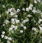 Preview: Polster-Schleierkraut (Gypsophila repens)