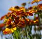 Preview: Sonnenbraut Rauchtopas (Helenium Hybride Rauchtopas)