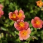 Preview: Sonnenröschen Mette (Helianthemum cultorum x Mette)