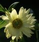 Preview: Stauden-Sonnenblume Sheila´s Sunshine (Helianthus giganteus Sheila´s Sunshine)