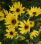 Preview: Feinblättrige Sonnenblume (Helianthus orgyalis)