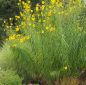 Preview: Feinblättrige Sonnenblume (Helianthus orgyalis)