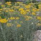 Mobile Preview: Currykraut (Helichrysum italicum)