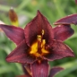 Preview: Taglilie Chocolate Candy (Hemerocallis hybr. Chocolate Candy)