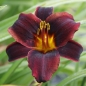 Preview: Taglilie Chocolate Candy (Hemerocallis hybr. Chocolate Candy)