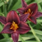 Preview: Taglilie Chocolate Candy (Hemerocallis hybr. Chocolate Candy)