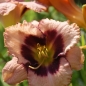 Preview: Taglilie Daring Deception (Hemerocallis hybr. Daring Deception)