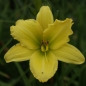 Preview: Taglilie Green Flutter (Hemerocallis Hybr.)