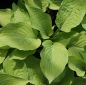 Preview: Goldblatt-Funkie August Moon (Hosta hybr. August Moon)