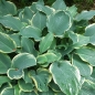 Preview: Weißrand-Funkie Regal Splendor (Hosta Hybride Regal Splendor)