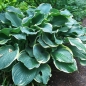 Preview: Weißrand-Funkie Regal Splendor (Hosta Hybride Regal Splendor)