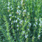 Preview: Ysop Albus (Hyssopus officinalis Albus)
