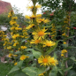 Preview: Traubiger Alant (Inula racemosa)